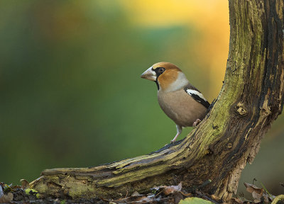 appelvink_herfst.jpg