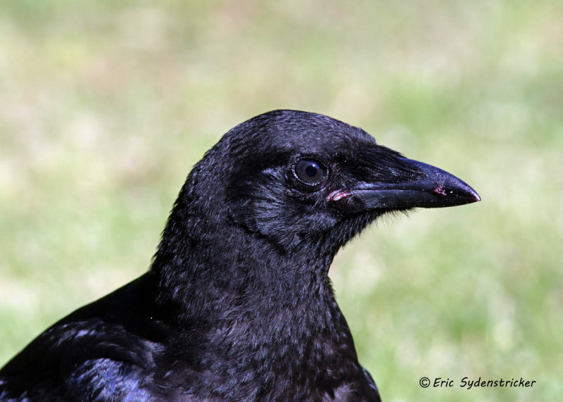 American Crow