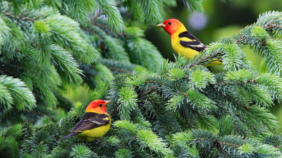 Western Tanager