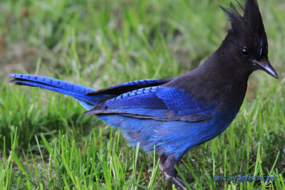 Steller's Jay