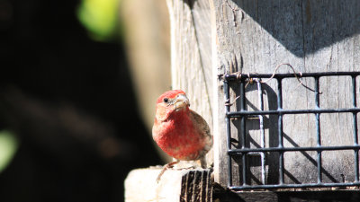 IMG_6011HouseFinch.jpg