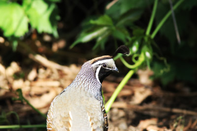 California Quail