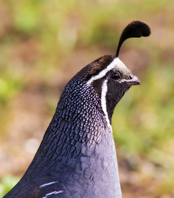 California Quail