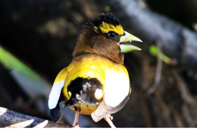 Evening Grossbeak