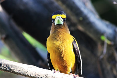 Evening Grossbeak