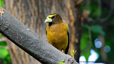Evening Grossbeak