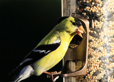 American Gold Finch