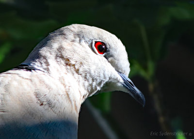 Eurasian Collard Dove