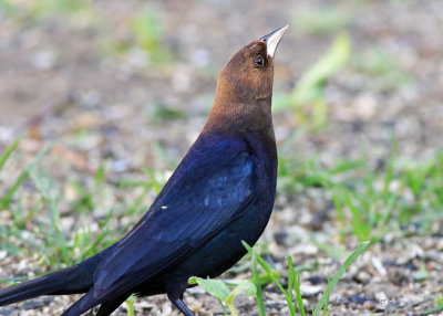 Brown-headed Cowbird 