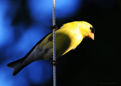 American Gold Finch 