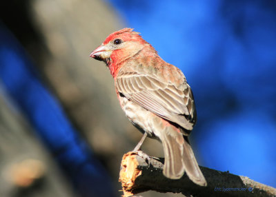 House Finch