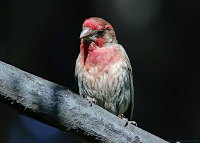 House Finch