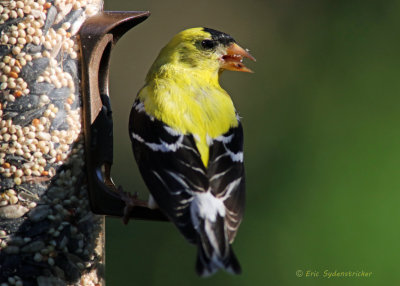 American Gold Finch