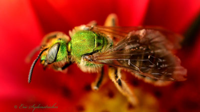 Agapostemon virescens
