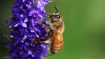 Bee