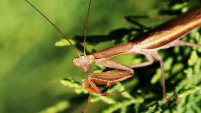 Mantis