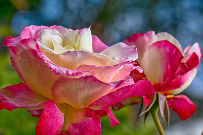 DSC_3812.jpg