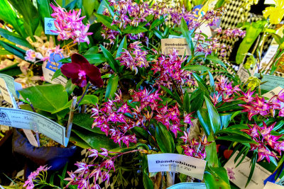 DSCF2181.jpg