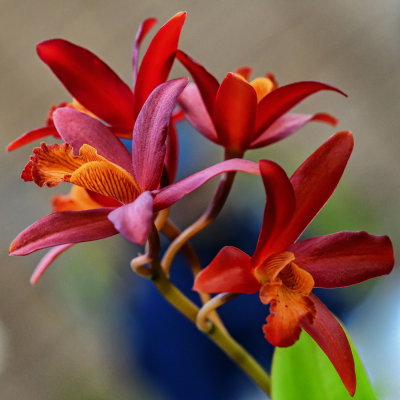 DSC_1296.jpg