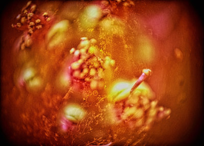 DSCF6208.jpg