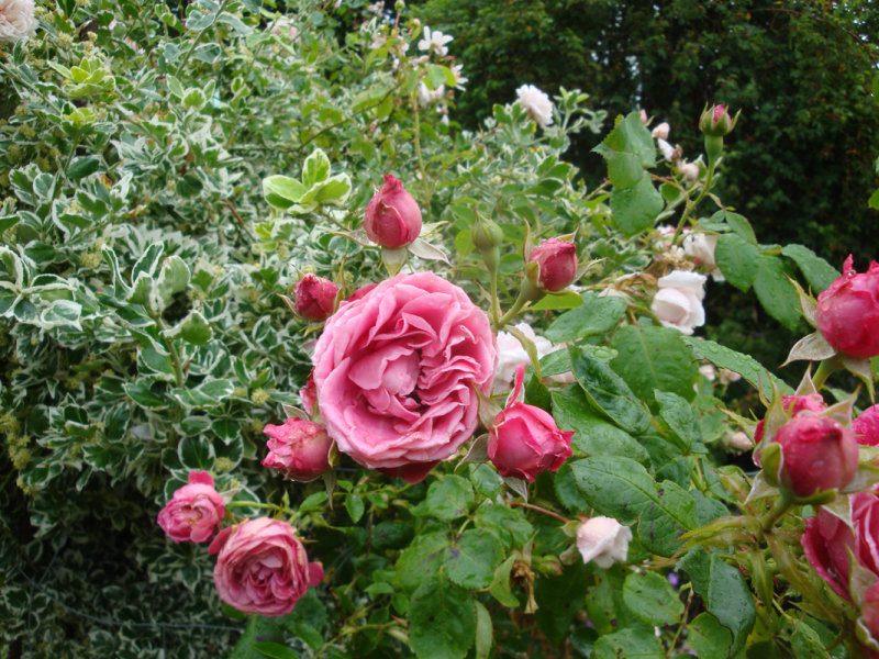 DSC06973.JPG