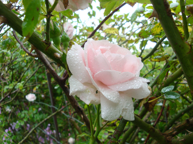 DSC06976.JPG