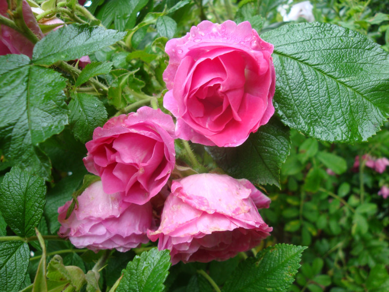 DSC06988.JPG
