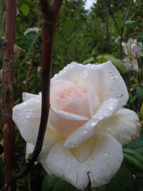 DSC07054.JPG