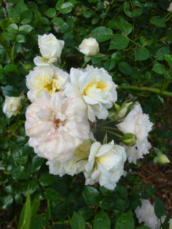 DSC07081.JPG