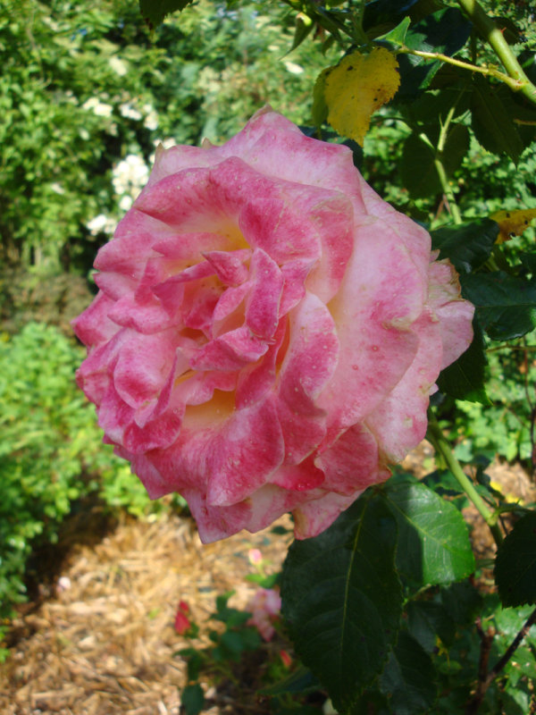 DSC07087.JPG