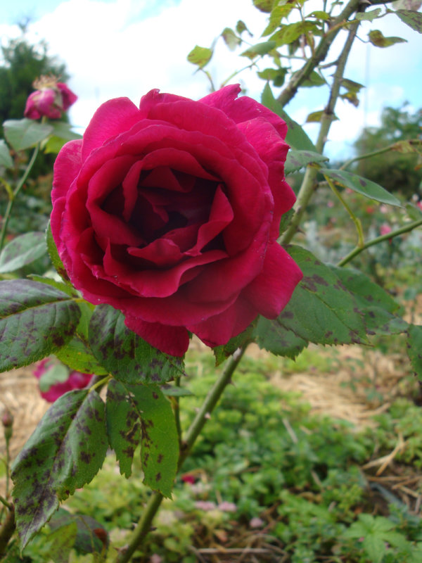 DSC07207.JPG