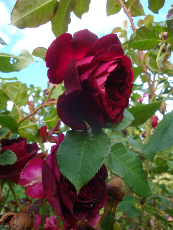 DSC07215.JPG