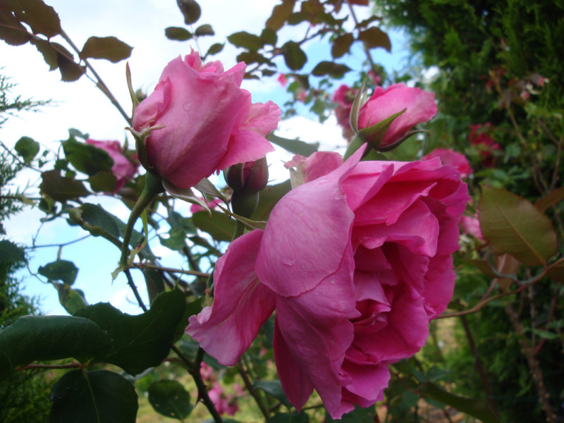 DSC07217.JPG