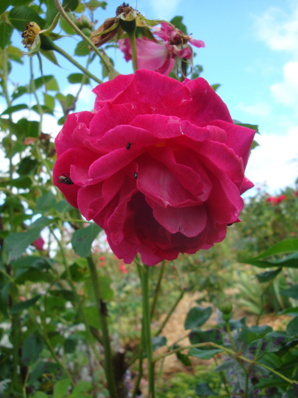DSC07222.JPG