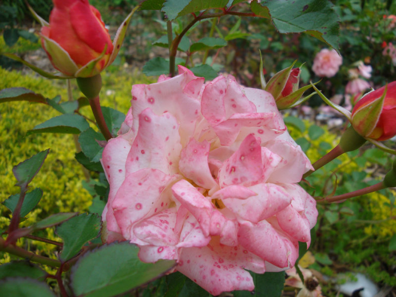 DSC07419.JPG