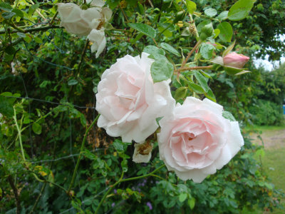 DSC06974.JPG