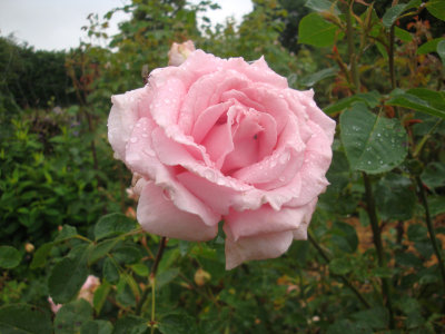 DSC06989.JPG