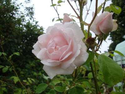 DSC06991.JPG