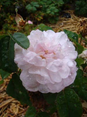 DSC06992.JPG