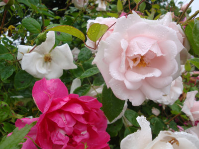 DSC06994.JPG
