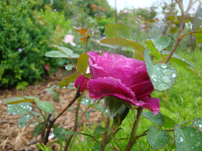 DSC07003.JPG