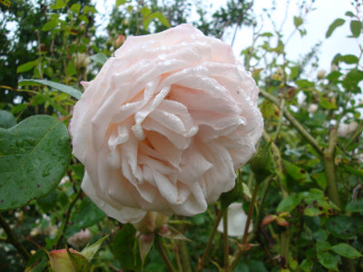DSC07007.JPG