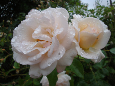 DSC07008.JPG