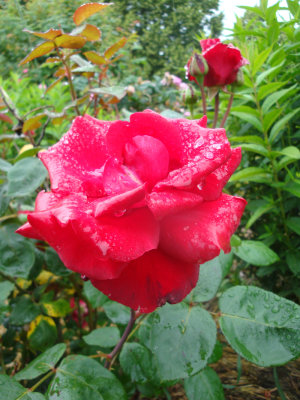 DSC07010.JPG