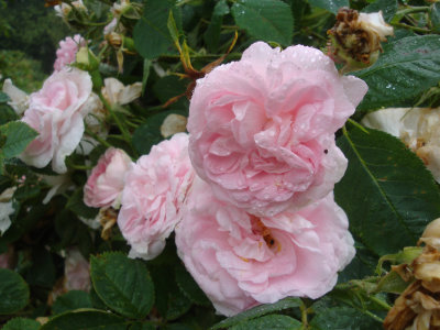 DSC07017.JPG