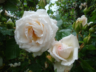 DSC07018.JPG