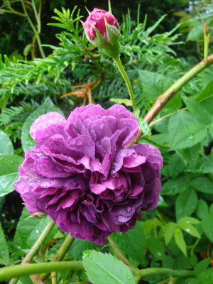 DSC07022.JPG