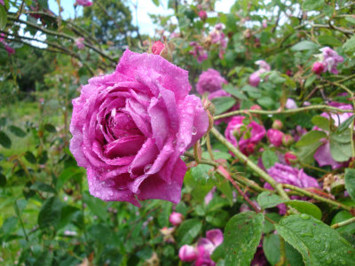 DSC07034.JPG