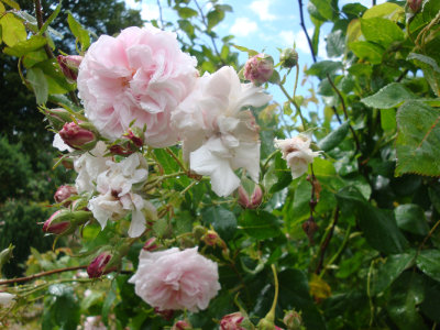 DSC07035.JPG