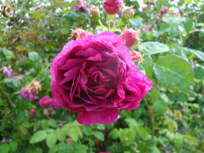 DSC07040.JPG